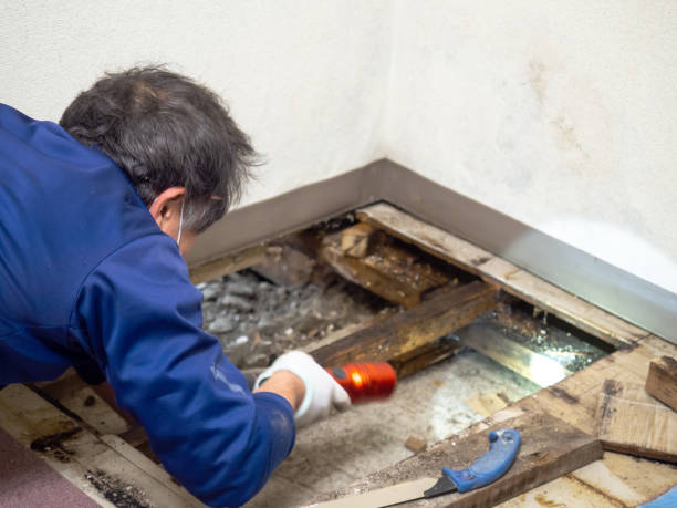 Best Same-Day Mold Removal  in Angleton, TX