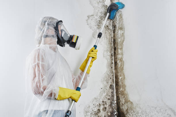 Best Home Mold Removal  in Angleton, TX