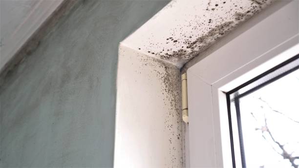 Best Mold Cleaning Services  in Angleton, TX