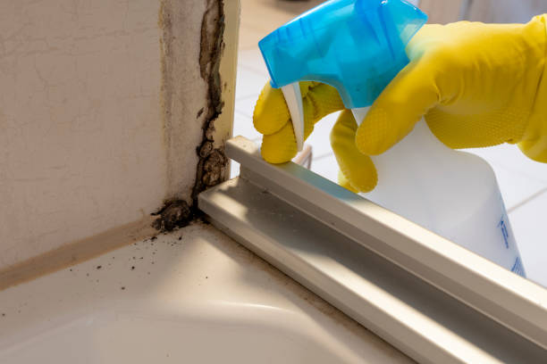 Best Mold Removal and Inspection  in Angleton, TX