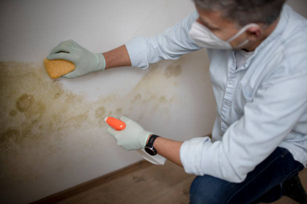 Best Fast Mold Removal  in Angleton, TX