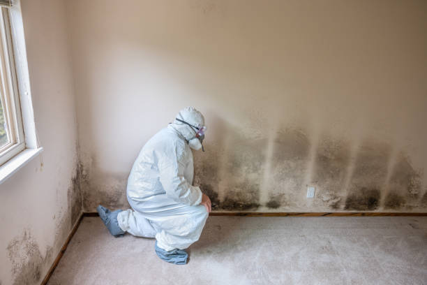 Best Fast Mold Removal  in Angleton, TX