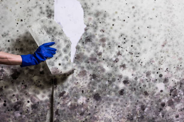 Best Mold Removal Near Me  in Angleton, TX