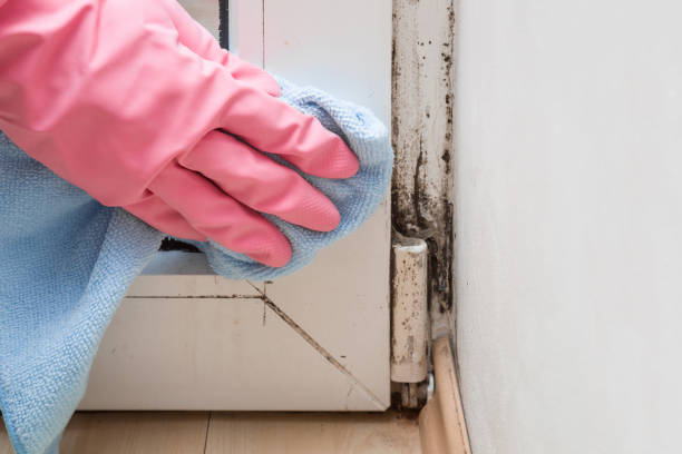 Best Residential Mold Removal  in Angleton, TX