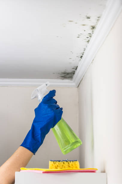 Best Local Mold Removal Service  in Angleton, TX
