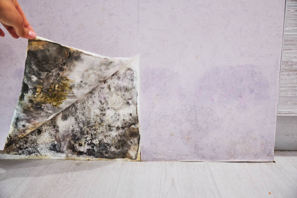 Best Local Mold Removal Service  in Angleton, TX